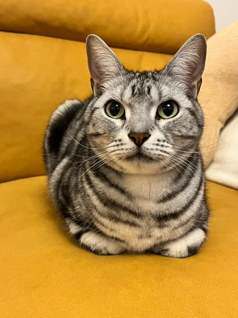 看板猫 アルくん